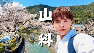 京都櫻花的日與夜 2025｜山科-毘沙門堂-蹴上-哲學之道-祇園白川 -先斗町｜