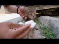 The Poor Kittens Need Help