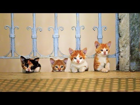 Películas sobre gatos para maratonear