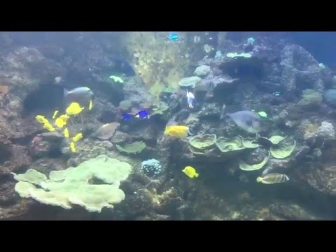 20000 liter private Home aquarium