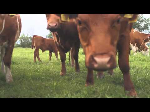 dűlő x Kövér Biofarm