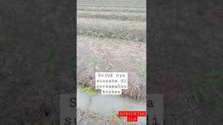Download lagu SUASANA DI PERSAWAHAN BREBES | vlog mp3