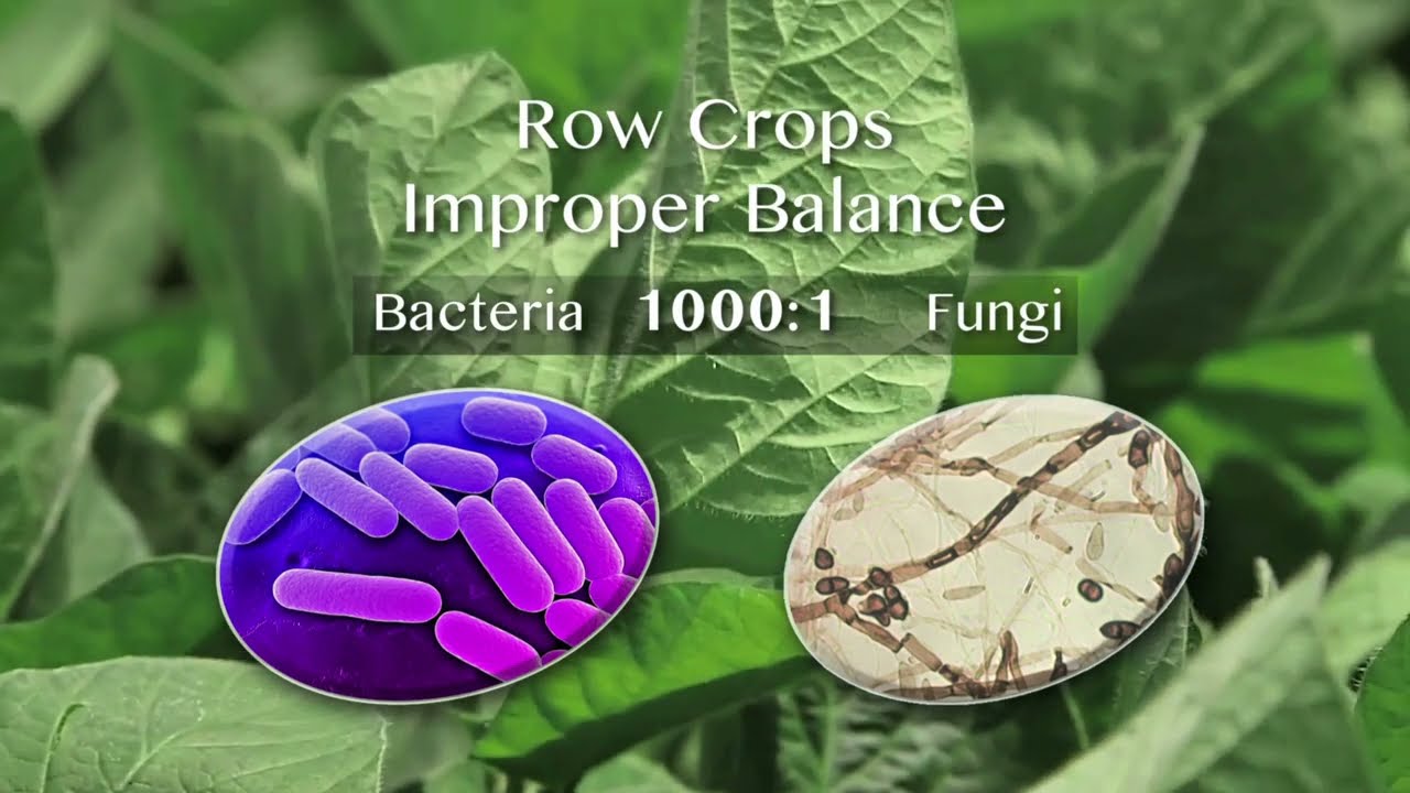 COMPOST and Soil Biology