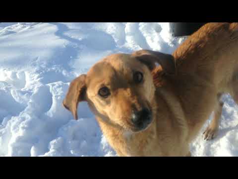 #Сюрприз#от#уличной#собачки#в#Романково.