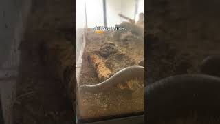 Download lagu when she’s lazy tootsie sometimes I think she’s dead bc she DOESNT MOVE #fyp #millipede #shorts mp3