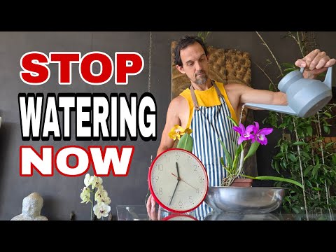 How Often Should You Water Your Orchids? A Simple Guide