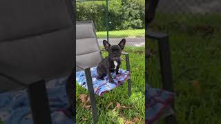 Video preview image #1 French Bulldog Puppy For Sale in Weston, FL, USA