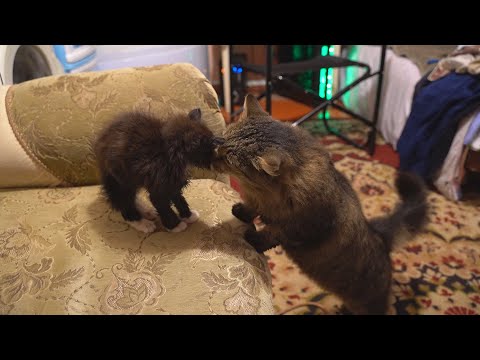 Знакомство котенка с нашей кошечкой !!! Спасение котенка/Кот Легенка и котенок.