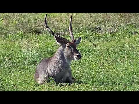Djuma: Waterbuck bull sitting down - 15:22 - 11/02/20