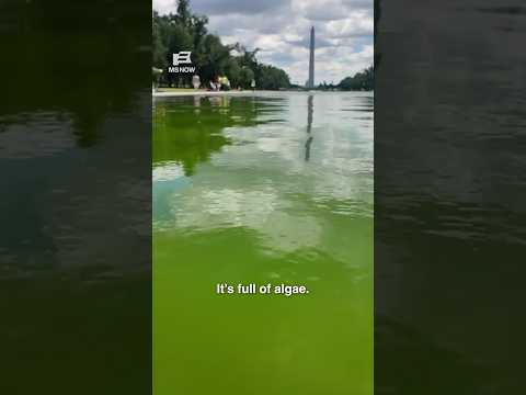 We need to talk about the reflecting pool