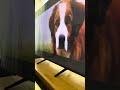 Barney The Tv Border Collie Learning About A Dogs Purpose