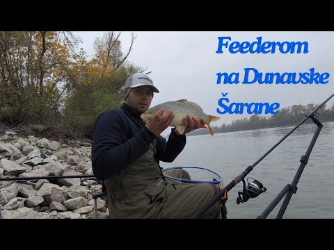Zimski Šarani Sa Dunava ( Feeder Ribolov Šarana i Plotice Na Dunavu )