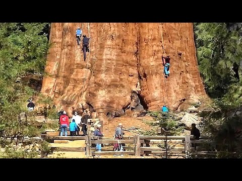 THE 5 LARGEST TREES IN THE WORLD!