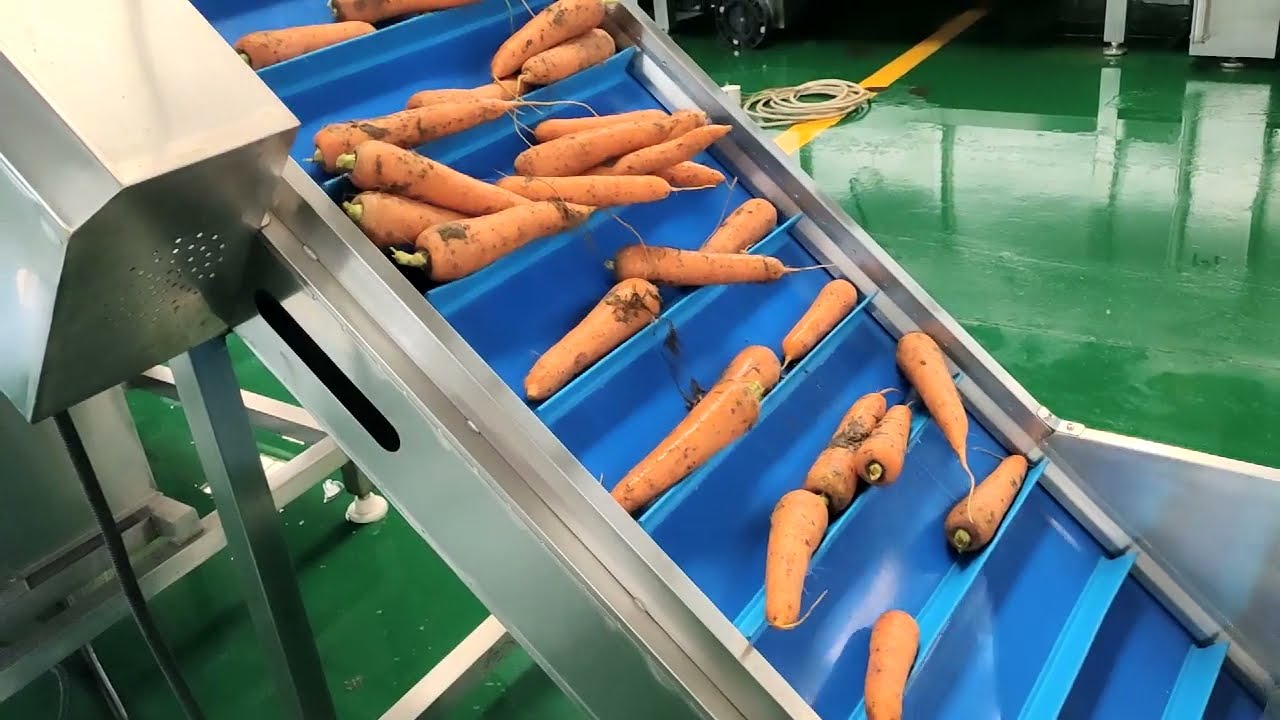 industrial root vegetable washing  and dryer produce line -Baiyu factory