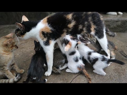 1 Mother 7 kitten Nursing Their Cute