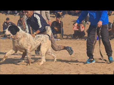 We came to the Alabai competition and we'll show you the Best Dogs!