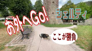 【シェルティ】愛犬！お外へGo!【フランス田舎暮らし🇫🇷】#犬の散歩 #賢い犬 #犬のいる暮らし #シェルティ