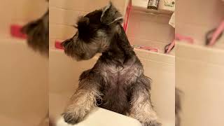 Schnauzer miniature. Avantages et inconvénients, Prix, Comment choisir, Faits, Soins, Histoire