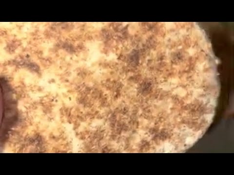 Psyllium Husk Bread