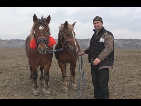 Caii lui Marius de la Turda, Cluj 5 feb. 2018 Senzational !!!