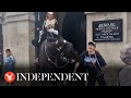 Tourist Collapses After King S Guard Horse Bites Her During Photo Attempt
