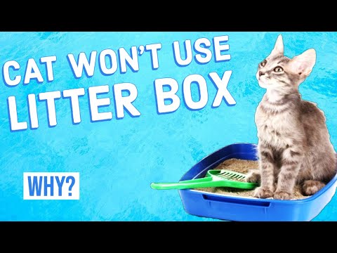 Why Is My Cat Peeing Outside Its Litter Box?