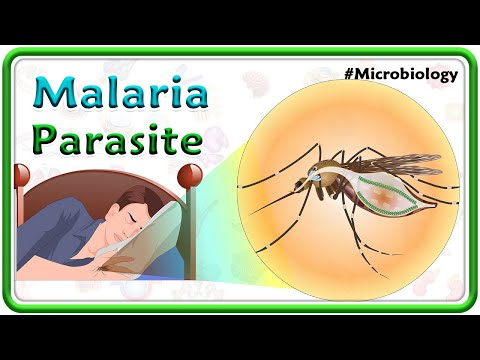 Malaria Parasite Lifecycle Animation🦟 Clinical manifestations, Complications, Diagnosis & Treatment
