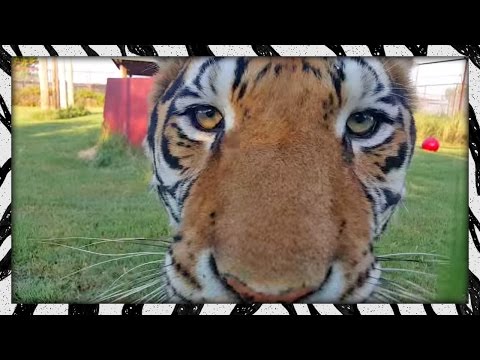 Just walking around, talking to big cats