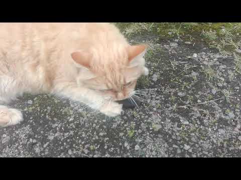 Siberian cat toying with poor mouse