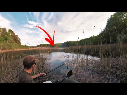 Discovered a hidden lake in the middle of the forest! (Full of fish 😳)