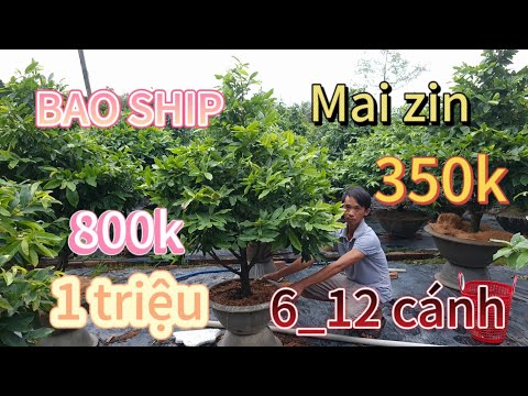 2/9- MAI TÀNG THÔNG GIÁ TẬN GỐC TẠI VƯỜN BAO SHIP. 0985230646 GẶP CHÚ CHÍN