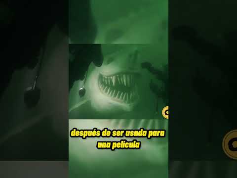 The most terrifying shark you'll ever see! 🦈 🦈 #shorts #curiosities #marineanimals #thingsyoudidn...