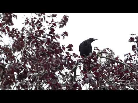 Carrion Crow rattling in copper beech