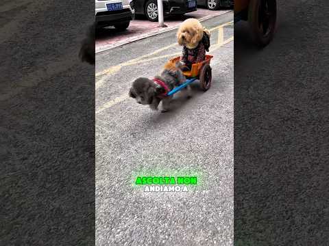 Un piccolo viaggio dopo la scuola🚸✂️