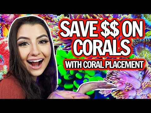 Reef Tank Coral Placement: Creating Focal Points