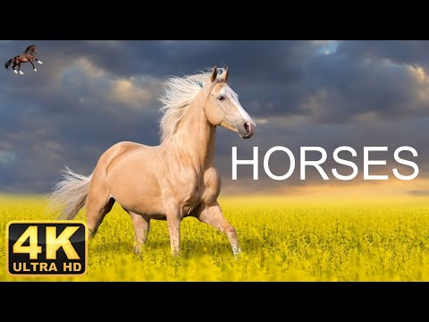 HORSES  4K  -  Scenic Relaxation Film With Calming Music