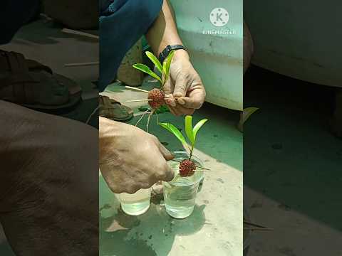 , title : 'Best way to grow lychee at home/Unique technique of growing lychee tree with water#short#grow#lychee'