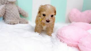 ハーフ犬の動画01