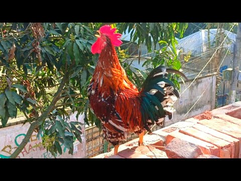 Rooster Crowing Compilation Plus | Rooster crowing sounds Effect