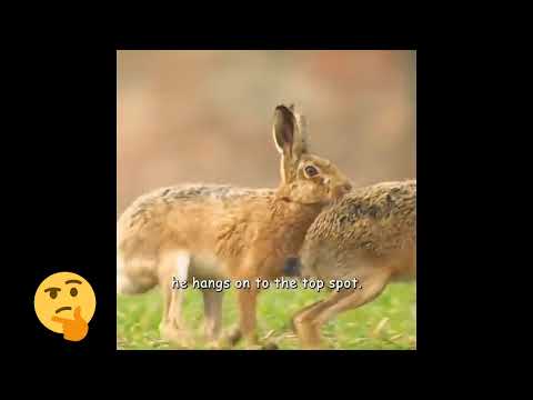 This is what a male brown hare pass through before mating with their female. 