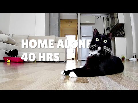 What do cats do when they are alone at home? | Uni and Nami