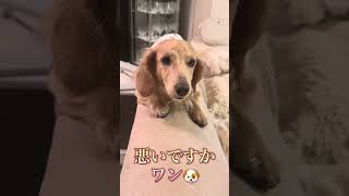 #ミニチュアダックスフンド #大好き #犬 #犬のいる暮らし #すごい #いぬのいる生活 #犬動画 #犬のいる生活 #dog #かわいい #猫#アン#高い#寝る#パパ