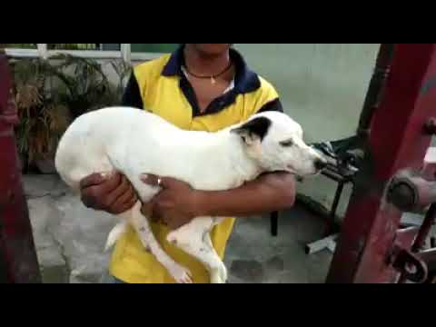 Sufi' 1.5 years old female street dog
