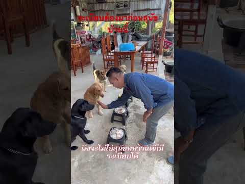 สุนัขบ้านนี้ไม่ใช่ทหารแต่ก็มีระเบียบ รอฟังคำสั่งกินข้าวพร้อมกัน