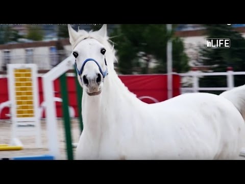 Life is better with friends - Si ti afrohemi kuajve