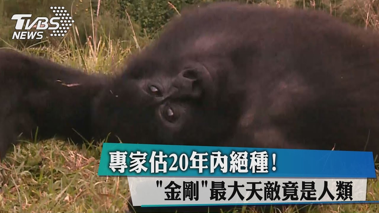 專家估20年內絕種!「金剛」最大天敵竟是人類