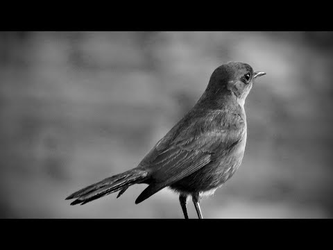 Die Nachtigall (2005)