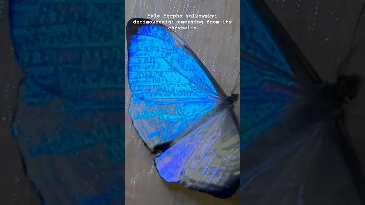 Farfalla Morpho sulkowskyi che emerge dalla crisalide, rivelando ali bianco perlato e blu iridescente olografico in primo piano nella foresta nebulosa