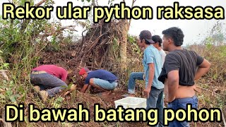 Download lagu NEW RECORD GIANT PYTHON DISCOVERED GUARDING EGGS IN SUNGAI PINANG KAMPAR mp3 Download lagu NEW RECORD GIANT PYTHON DISCOVERED GUARDING EGGS IN SUNGAI PINANG KAMPAR mp3