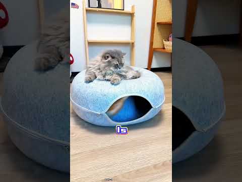 When Your Cat Mistakes the New Bed for an Earthquake Ride! 🐱🍩😂#Shorts #foryou#Cat#Dog#funnyanimal
